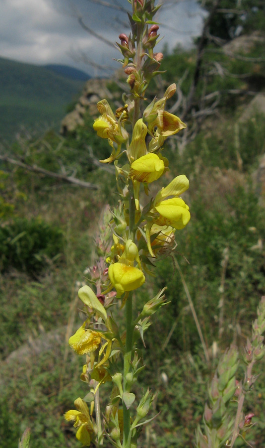 Изображение особи Linaria genistifolia.