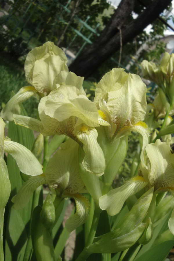 Image of Iris imbricata specimen.