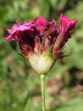 Dianthus capitatus. Соцветие. Крым, предгорья, окр. с. Партизаны. 10 июня 2012 г.