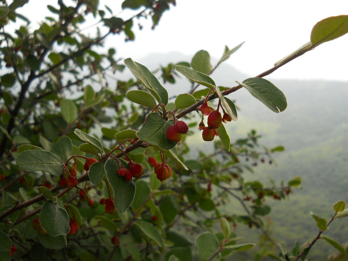 Image of Cotoneaster integerrimus specimen.