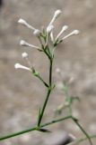 Asperula tenella