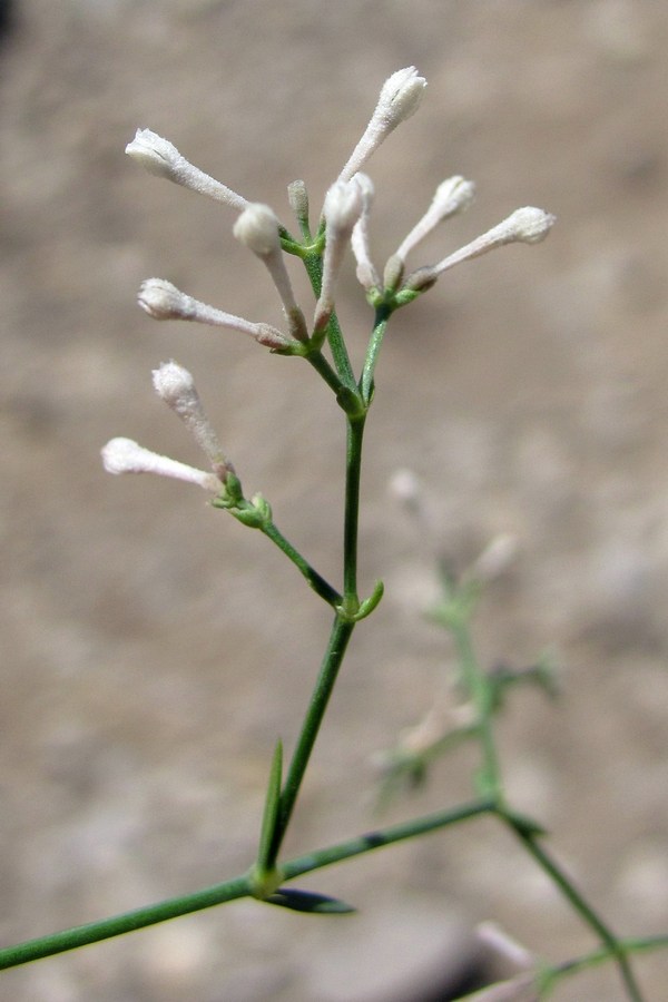 Image of Asperula tenella specimen.