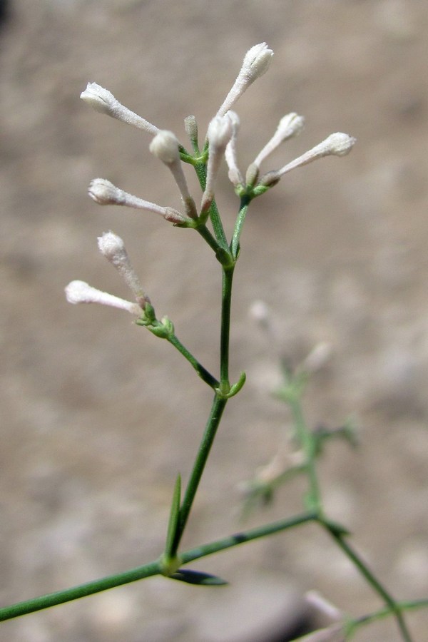 Изображение особи Asperula tenella.