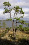 Pinus sylvestris