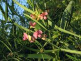 Lathyrus sylvestris