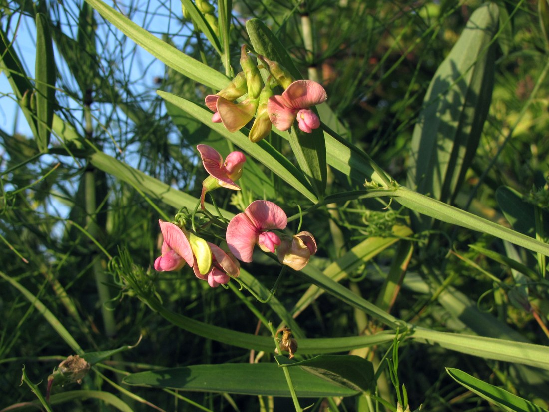 Изображение особи Lathyrus sylvestris.