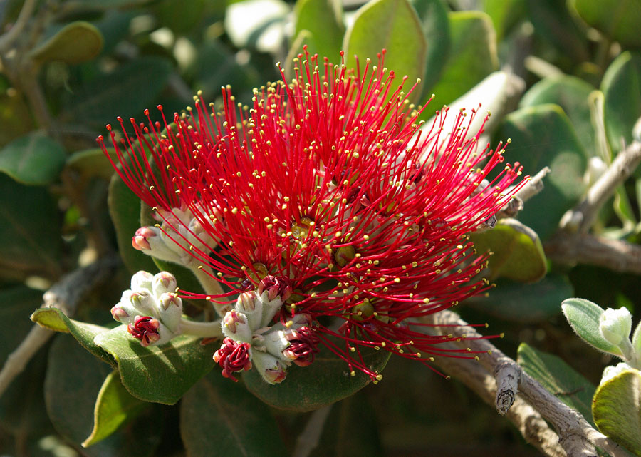 Image of genus Metrosideros specimen.