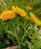 род Inula