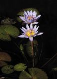 Nymphaea nouchali var. caerulea
