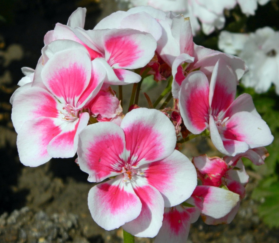 Изображение особи Pelargonium hortorum.