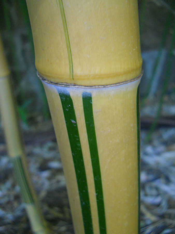 Изображение особи Phyllostachys aureosulcata.