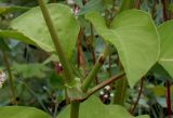 Persicaria orientalis. Разветвление в нижней части побега. Германия, г. Krefeld, ботанический сад. 31.07.2012.