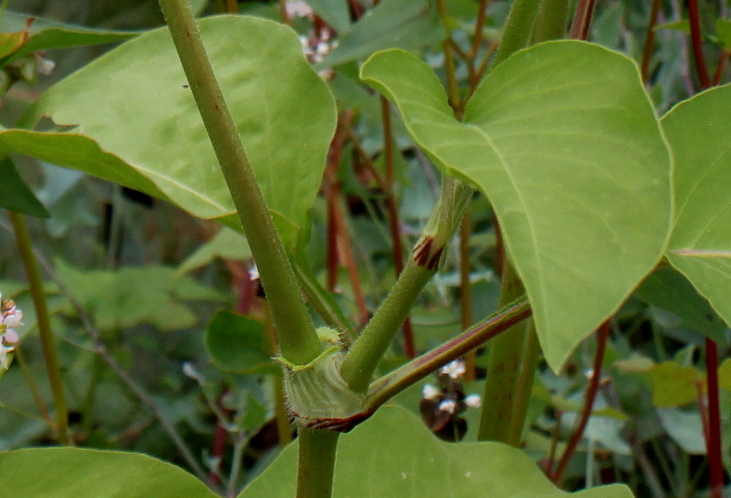 Изображение особи Persicaria orientalis.