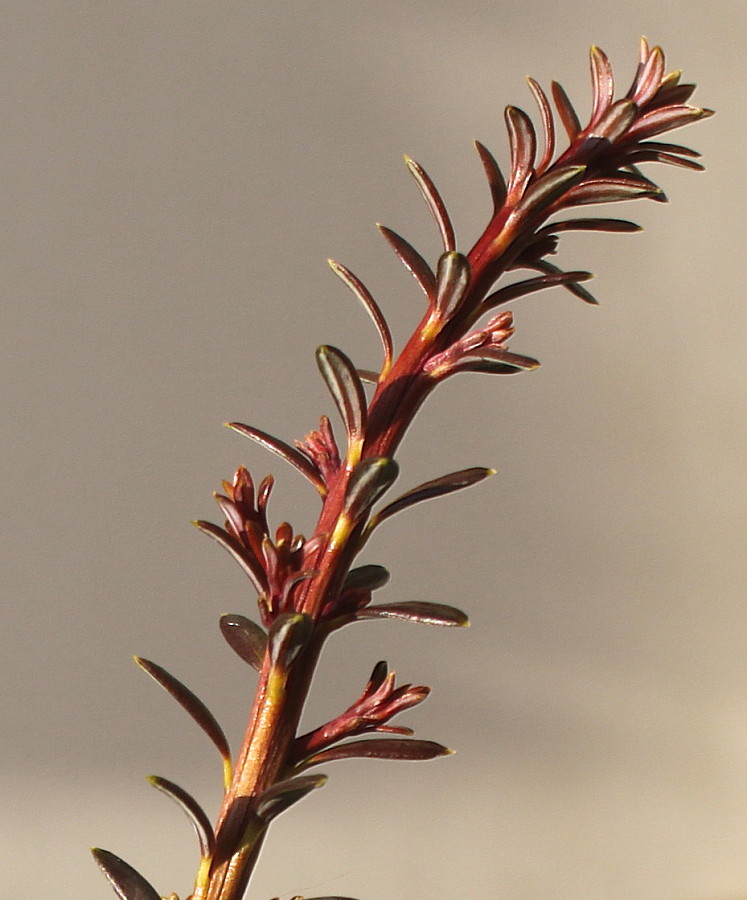 Изображение особи Podocarpus nivalis.