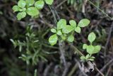Linnaea borealis. Ползучий побег. Карельский перешеек, окр. Сертолово. 12.07.2009.