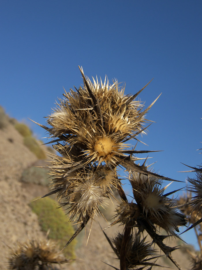 Изображение особи Cirsium sorocephalum.