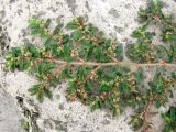 Euphorbia maculata. Цветущая и плодоносящая ветвь. Венгрия, г. Будапешт, набережная Дуная. 01.09.2012.