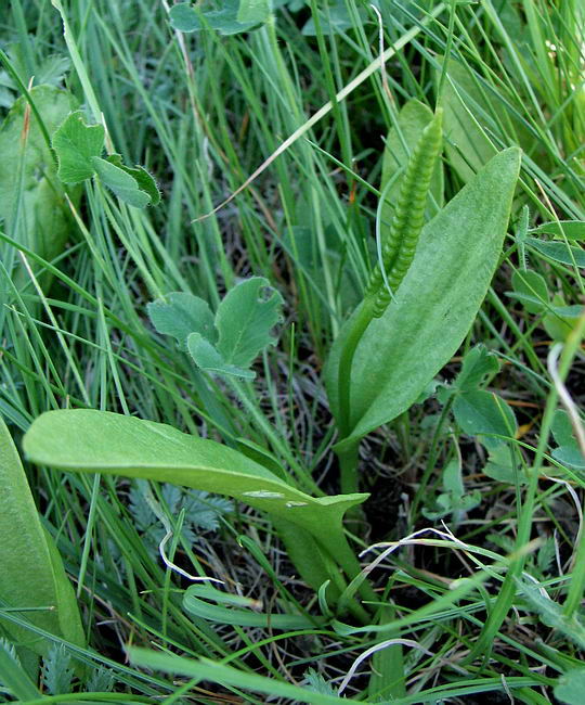 Изображение особи Ophioglossum vulgatum.