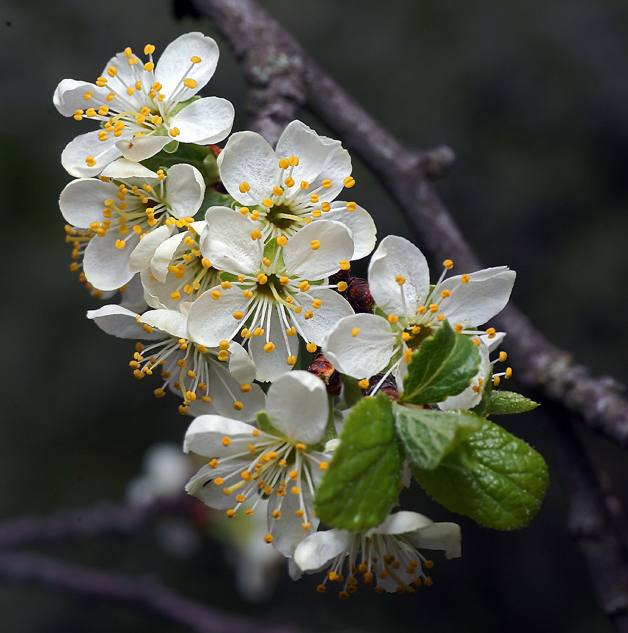 Image of Prunus domestica specimen.