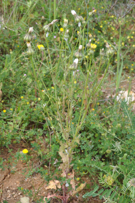 Image of Urospermum picroides specimen.