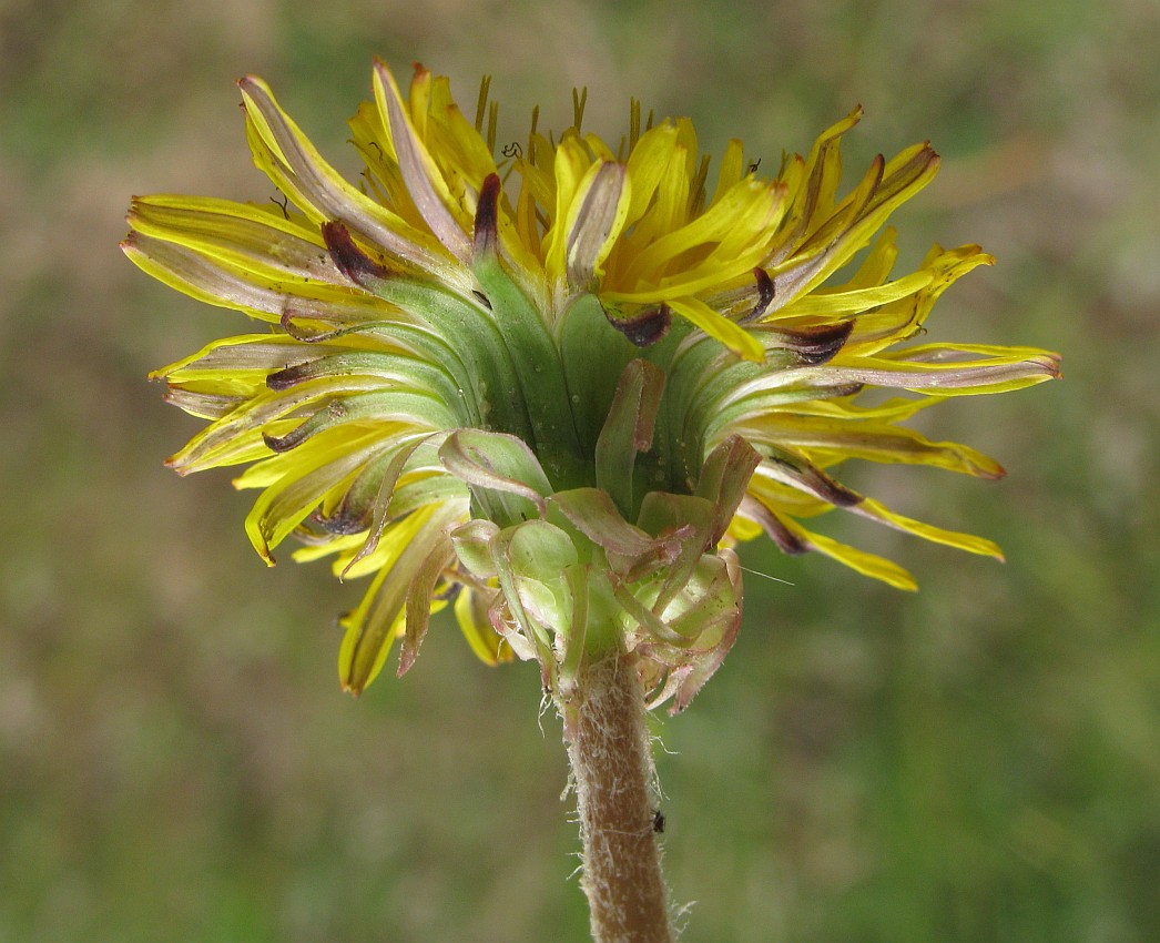 Изображение особи род Taraxacum.