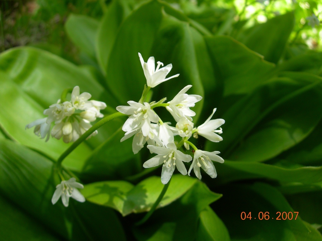 Изображение особи Clintonia udensis.