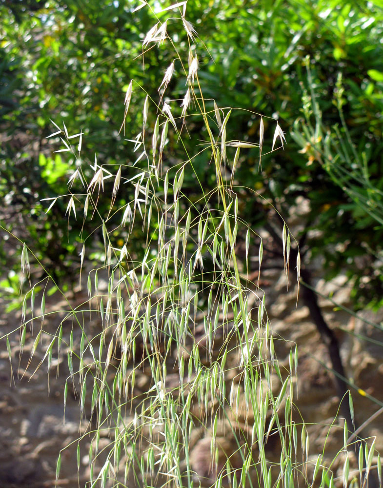 Image of Avena barbata specimen.