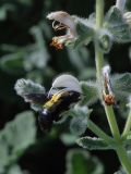 Salvia dominica