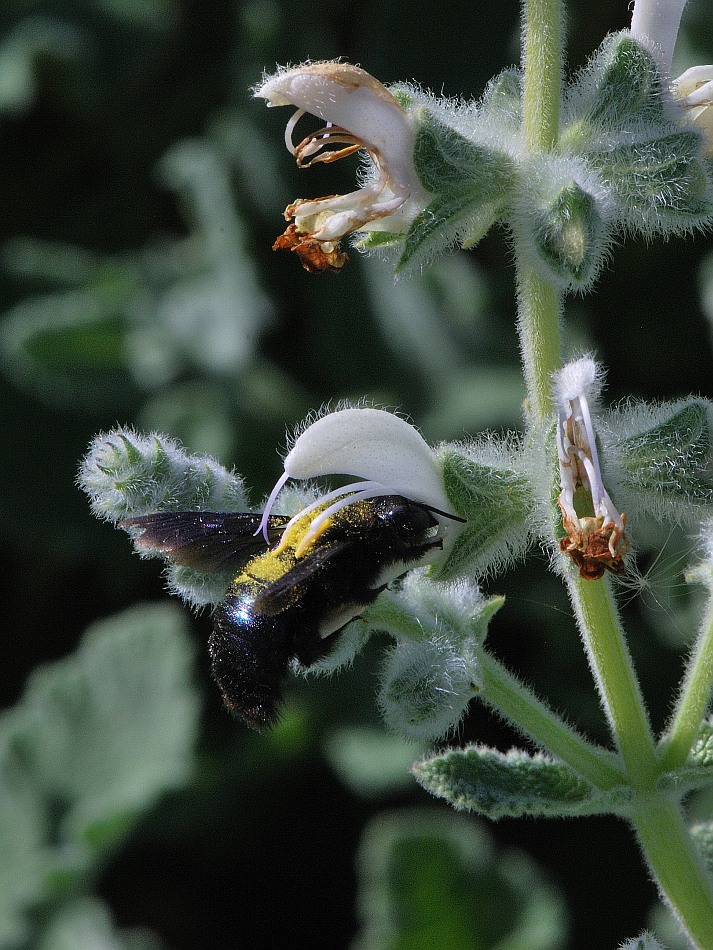 Изображение особи Salvia dominica.