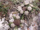 Dimorphosciadium gayoides