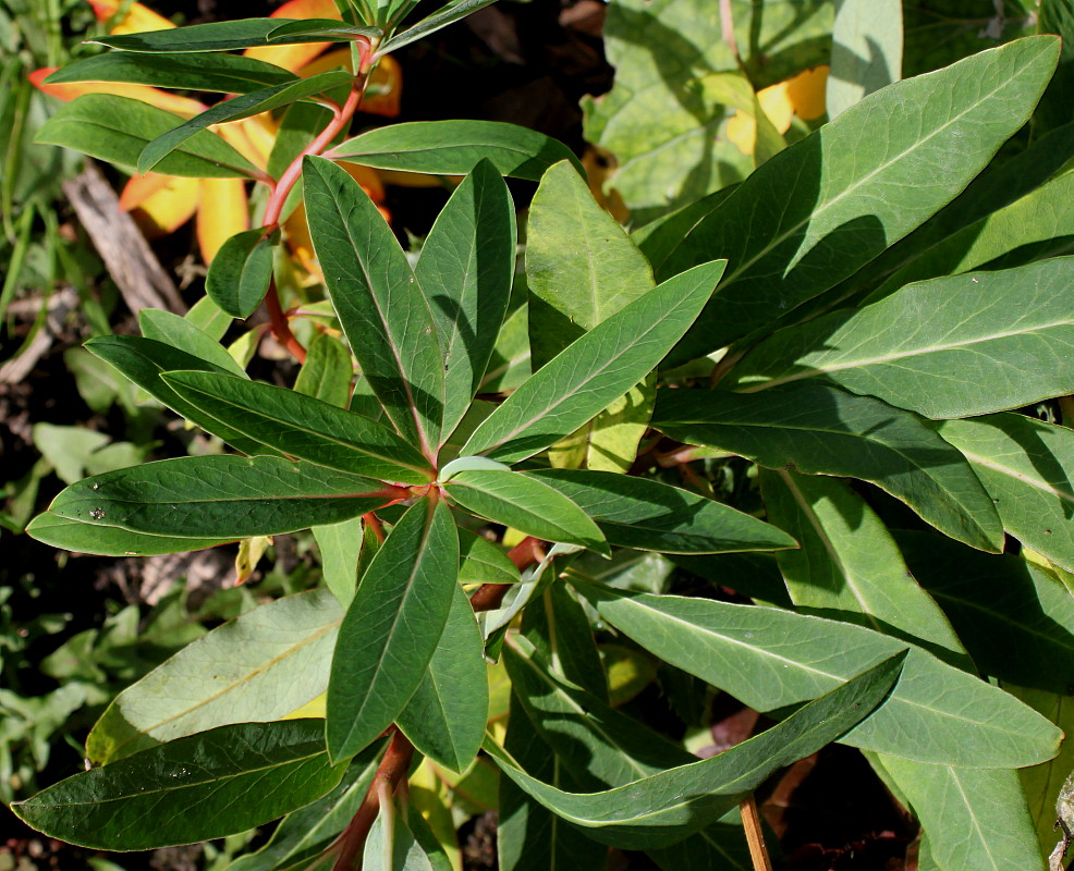 Image of Euphorbia griffithii specimen.
