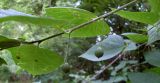 Celtis occidentalis. Часть веточки с плодами. Ростов-на-Дону, левый берег р. Дон, пойменный лес. 28.05.2012.