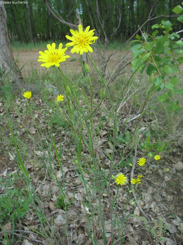 Image of Tragopogon podolicus specimen.