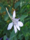 Delphinium consolida