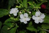 Mirabilis jalapa