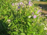 Geranium pratense. Цветущие растения. Украина, Хмельницкая обл., Красиловский р-н, с. Терешки, возле кладбища. 30.07.2010.