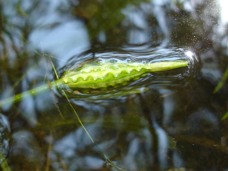 Image of Ottelia alismoides specimen.