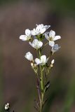 Cardamine amara