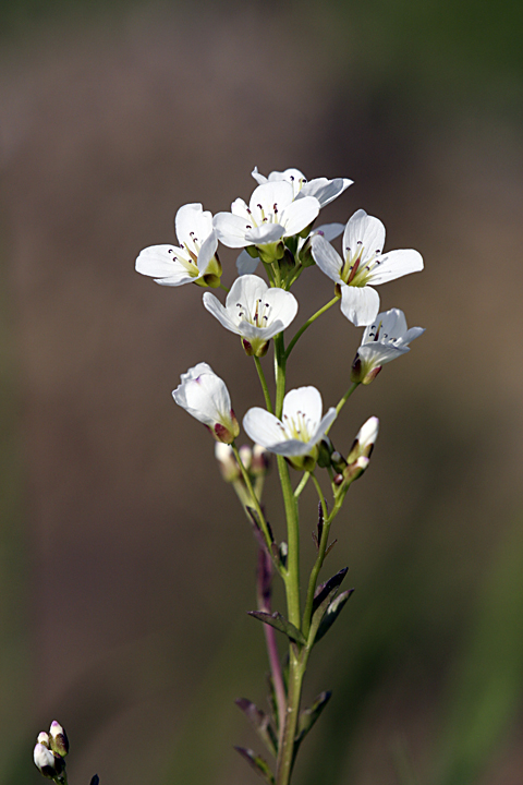 Изображение особи Cardamine amara.