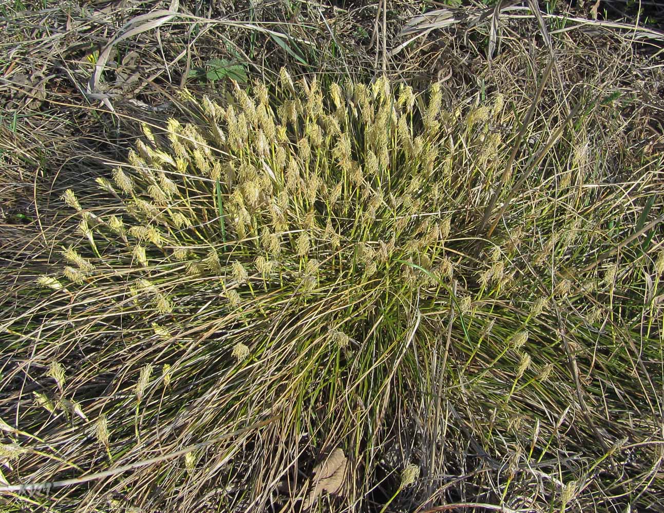 Изображение особи род Carex.