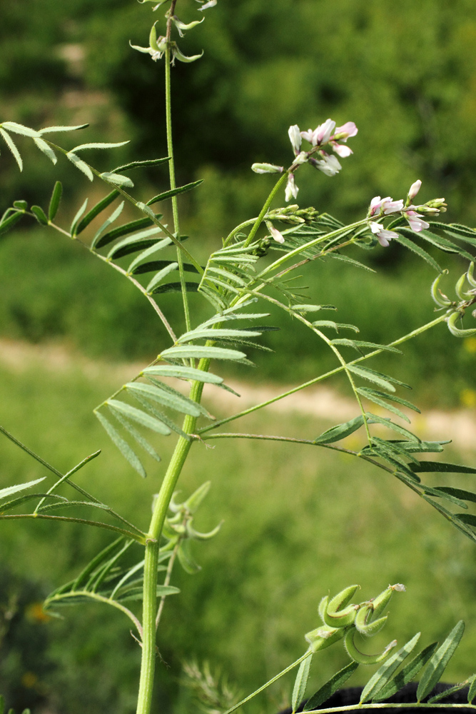 Изображение особи Astragalus campylotrichus.