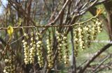 Stachyurus praecox