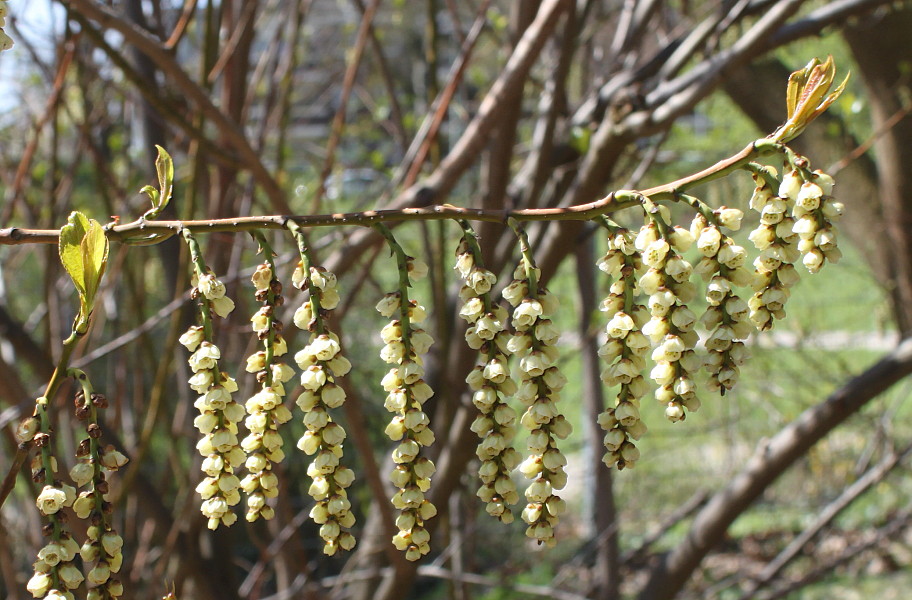 Image of Stachyurus praecox specimen.