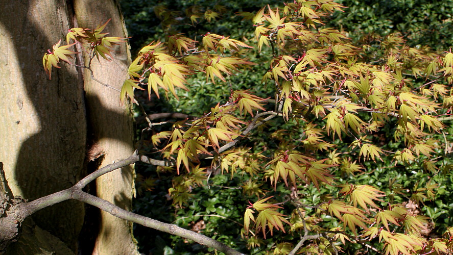 Image of Acer palmatum specimen.