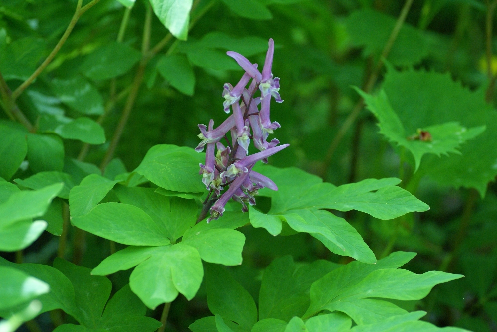 Изображение особи Corydalis macrantha.