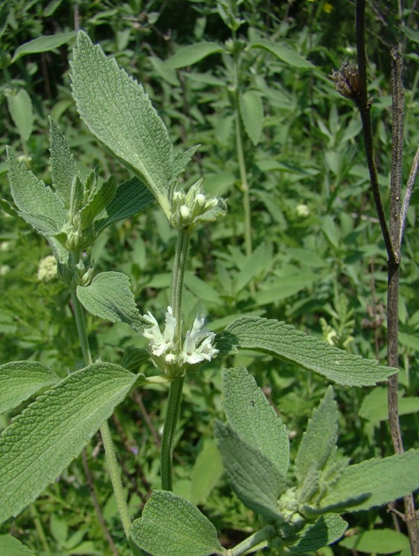 Image of Marrubium praecox specimen.