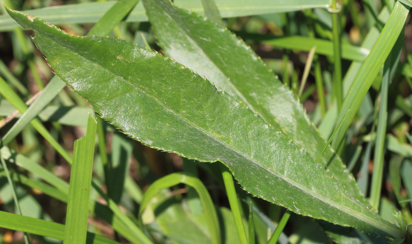Image of Cirsium setosum specimen.