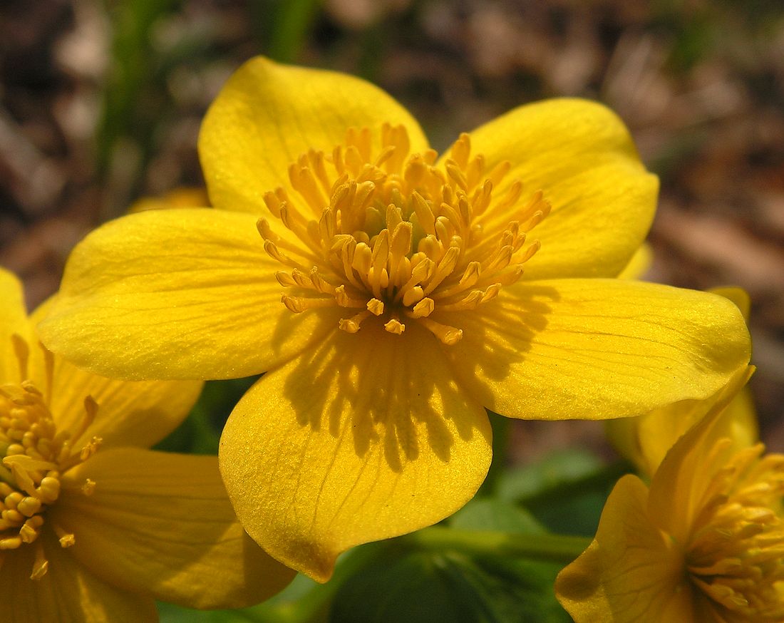 Image of Caltha silvestris specimen.