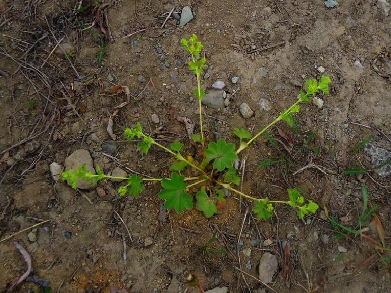 Изображение особи Alchemilla subcrenata.