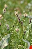 Carex dimorphotheca. Соцветия. Южный Казахстан, правый берег каньона Машат. 08.04.2013.